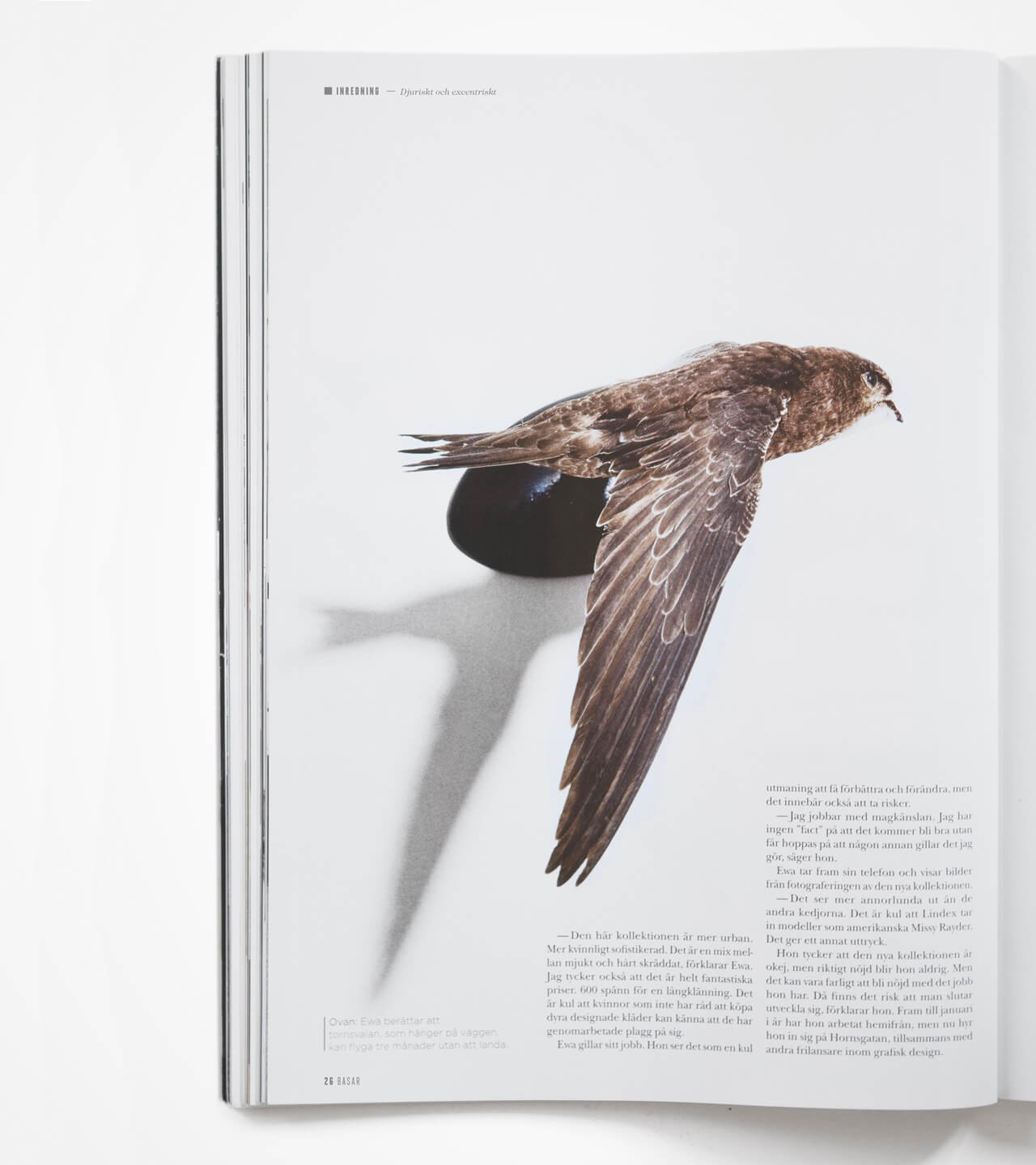 Basar detail bird page